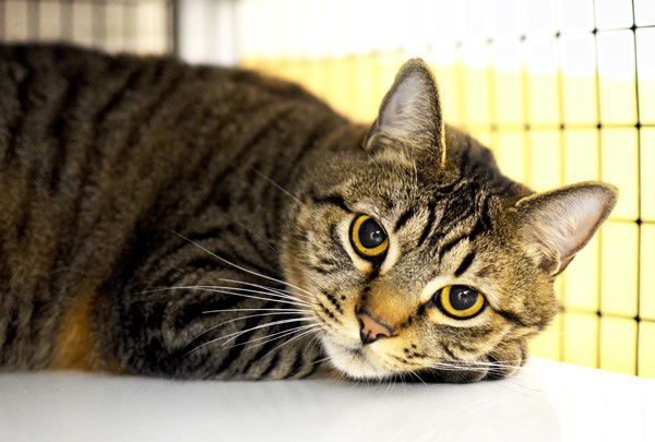 Pet of the Week